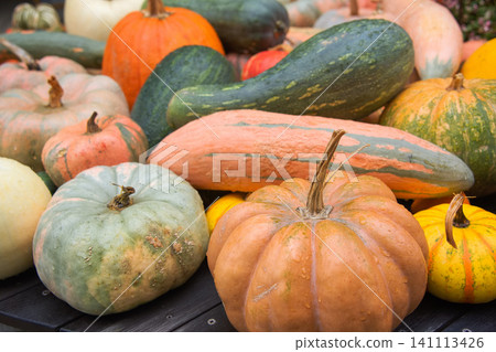 Harvested colorful pumpkins Harvested colorful pumpkins 141113426