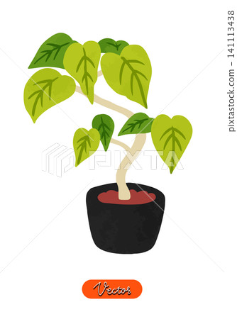 Ficus umbellata in a pot, watercolor-style hand-drawn vector illustration. Ficus umbellata in a pot, watercolor-style hand-drawn vector illustration. 141113438
