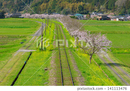 平成築峰鐵道崎山站附近的櫻花與鐵軌 平成築峰鐵道崎山站附近的櫻花與鐵軌 141113476
