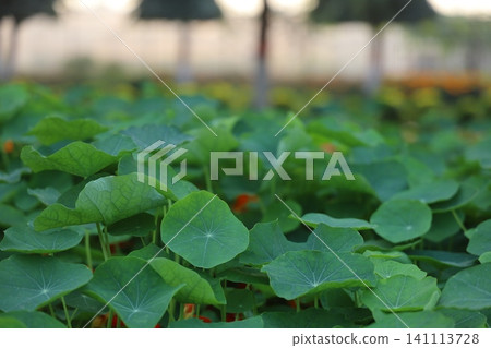 Vibrant green water lettuce plants with broad leaves growing densely on calm water. 141113728