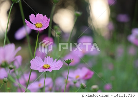 Pink flowers with yellow centers bloom in a vibrant green garden Pink flowers with yellow centers bloom in a vibrant green garden 141113730