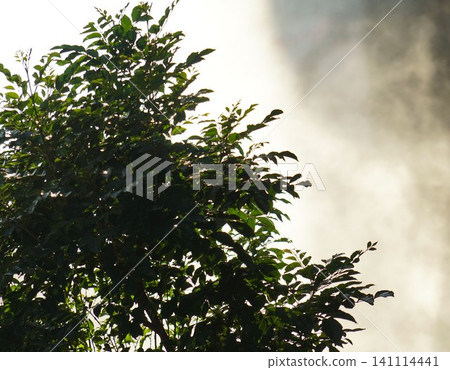 Trees and mist Trees and mist 141114441