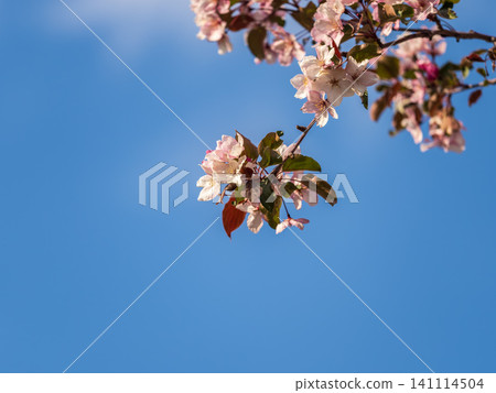 Fresh pink flowers of a blossoming apple tree with blured background Fresh pink flowers of a blossoming apple tree with blured background 141114504