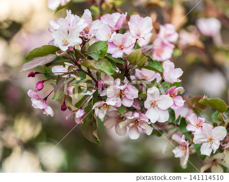 Fresh pink flowers of a blossoming apple tree with blured background Fresh pink flowers of a blossoming apple tree with blured background 141114510