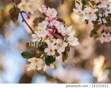 Fresh pink flowers of a blossoming apple tree with blured background Fresh pink flowers of a blossoming apple tree with blured background 141114513