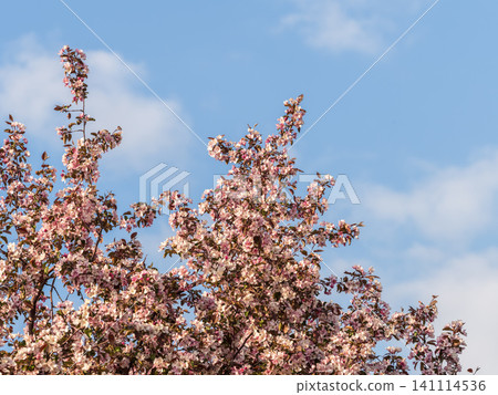 Fresh pink flowers of a blossoming apple tree with blured background Fresh pink flowers of a blossoming apple tree with blured background 141114536