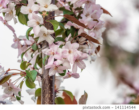 Fresh pink flowers of a blossoming apple tree with blured background Fresh pink flowers of a blossoming apple tree with blured background 141114544