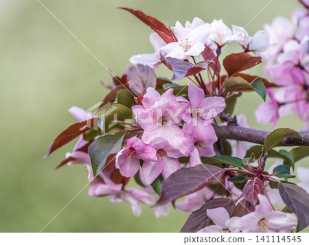 Fresh pink flowers of a blossoming apple tree with blured background Fresh pink flowers of a blossoming apple tree with blured background 141114545