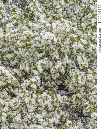 White blossoming apple trees in the sunset light. Spring season, spring colors. White blossoming apple trees in the sunset light. Spring season, spring colors. 141114552