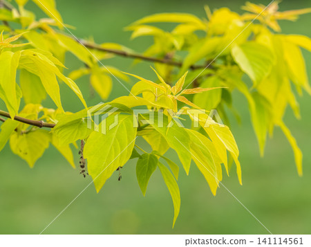 Acer negundo, Box elder, boxelder, ash-leaved and maple ash, Manitoba, elf, ashleaf maple male inflorescences and flowers on branch outdoor. Acer negundo, Box elder, boxelder, ash-leaved and maple ash, Manitoba, elf, ashleaf maple male inflorescences and flowers on branch outdoor. 141114561