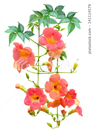 Cutout of a trumpet vine flower Cutout of a trumpet vine flower 141114579