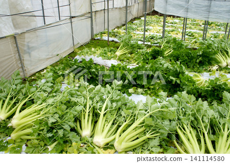 芹菜收穫 芹菜收穫 141114580