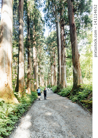 【長野市戶隱】戶隱神社內殿:杉樹成蔭的參道和遊客的景色 【長野市戶隱】戶隱神社內殿:杉樹成蔭的參道和遊客的景色 141114652