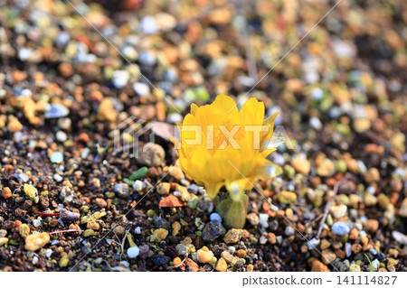 阿多尼斯花(Adonis amurensis),預示著春天的到來。 阿多尼斯花(Adonis amurensis),預示著春天的到來。 141114827