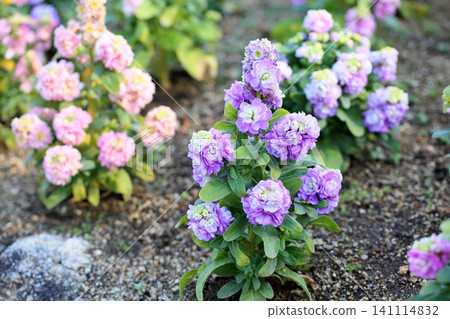 Refreshing Stock Flowers Refreshing Stock Flowers 141114832