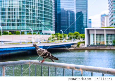 A pigeon accustomed to people in the urban landscape of Yokohama, Japan. Perhaps it was wary... it stared back, a staring contest... The background of the image is towards Shin-Takashima. A pigeon accustomed to people in the urban landscape of Yokohama, Japan. Perhaps it was wary... it stared back, a staring contest... The background of the image is towards Shin-Takashima. 141114865