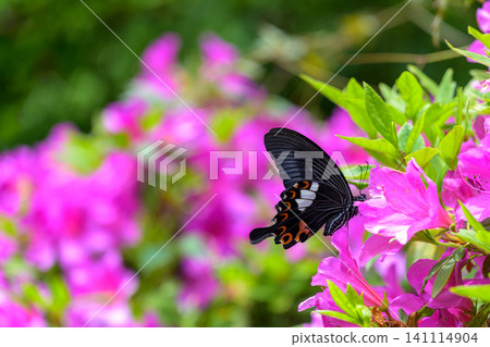 A swallowtail butterfly feeding on nectar from an azalea flower. A swallowtail butterfly feeding on nectar from an azalea flower. 141114904