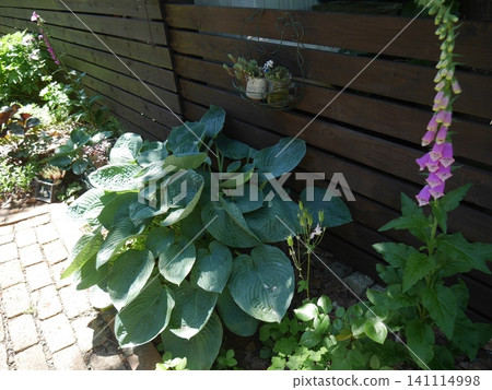 A garden in early summer where foxgloves bloom A garden in early summer where foxgloves bloom 141114998