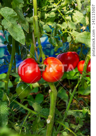 Old-fashioned tomatoes 1 Old-fashioned tomatoes 1 141115007