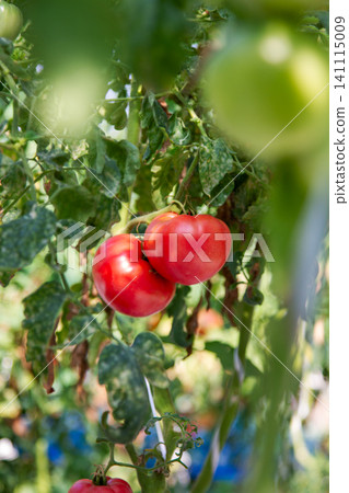 Ripe tomatoes Ripe tomatoes 141115009