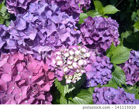 The purple gradation of hydrangeas that bloom in early summer The purple gradation of hydrangeas that bloom in early summer 141115010