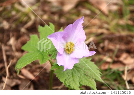Flowers of Shirane aoi Flowers of Shirane aoi 141115036