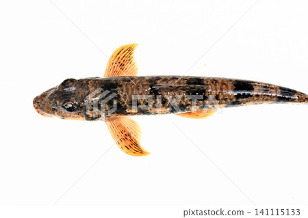 網中捕獲的日本鰷魚 網中捕獲的日本鰷魚 141115133