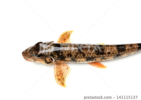網中捕獲的日本鰷魚 網中捕獲的日本鰷魚 141115137