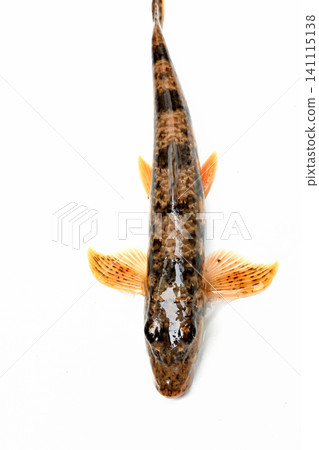 網中捕獲的日本鰷魚 網中捕獲的日本鰷魚 141115138