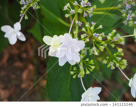 繡球花 繡球花 141115246