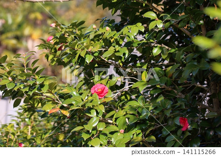 艷麗的山茶花 艷麗的山茶花 141115266