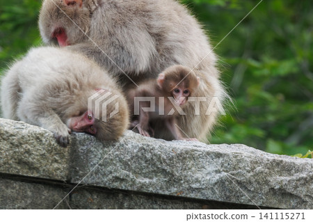 Monkeys at the northernmost limit of the Shimokita Peninsula: A mother and baby Japanese macaque and the early summer scenery of Mt. Kamifushi and the Kamifushi Line. Monkeys at the northernmost limit of the Shimokita Peninsula: A mother and baby Japanese macaque and the early summer scenery of Mt. Kamifushi and the Kamifushi Line. 141115271