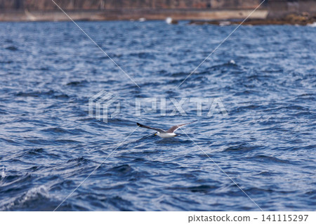 Black-tailed gulls soaring gracefully over Mutsu Bay on the Shimokita Peninsula in Aomori Prefecture. Black-tailed gulls soaring gracefully over Mutsu Bay on the Shimokita Peninsula in Aomori Prefecture. 141115297