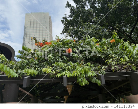 我在馬來西亞吉隆坡城中城公園看到的一幕 我在馬來西亞吉隆坡城中城公園看到的一幕 141115354