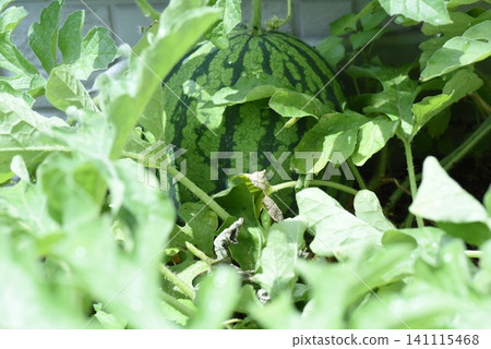 Watermelons grown in planters 141115468