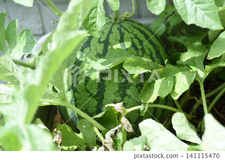Watermelons grown in planters Watermelons grown in planters 141115470