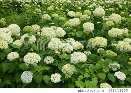 Annabel Annabel 141115565