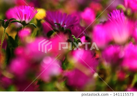 Pink ice plants enveloped in a blurred foreground. Pink ice plants enveloped in a blurred foreground. 141115573