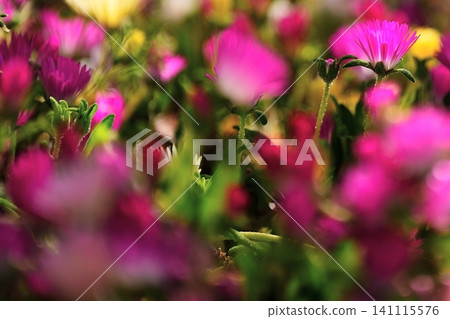Ice plant flowers floating in the foreground bokeh. Ice plant flowers floating in the foreground bokeh. 141115576
