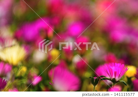 Ice plant flower with copy space Ice plant flower with copy space 141115577