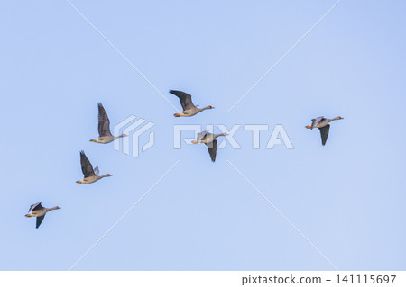 A group of magans A group of magans 141115697