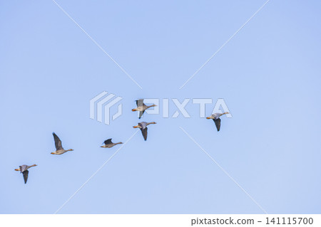 A group of magans A group of magans 141115700
