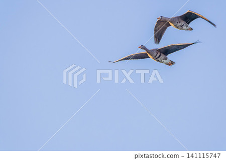 A group of magans A group of magans 141115747