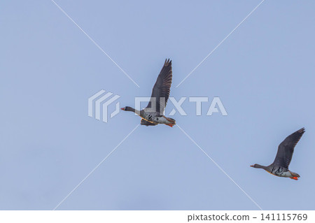 A group of magans A group of magans 141115769