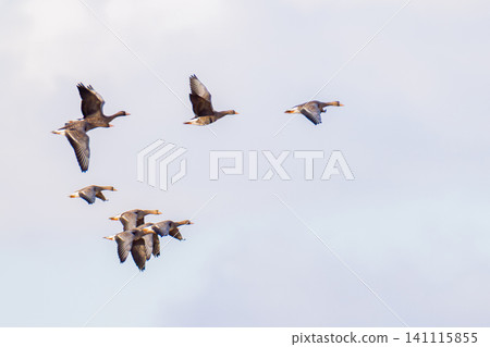 A group of magans 141115855