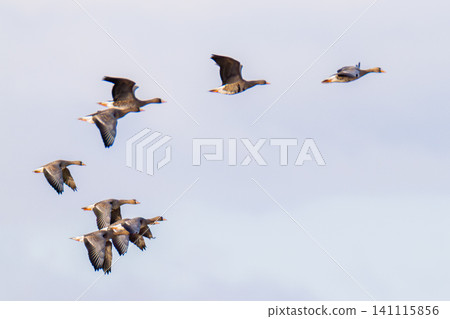 A group of magans 141115856