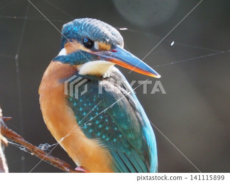 蜘蛛網和翠鳥 蜘蛛網和翠鳥 141115899