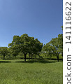 湛藍的天空和鬱鬱蔥蔥的公園樹木 湛藍的天空和鬱鬱蔥蔥的公園樹木 141116622