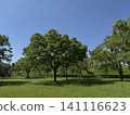 湛藍的天空和鬱鬱蔥蔥的公園樹木 湛藍的天空和鬱鬱蔥蔥的公園樹木 141116623