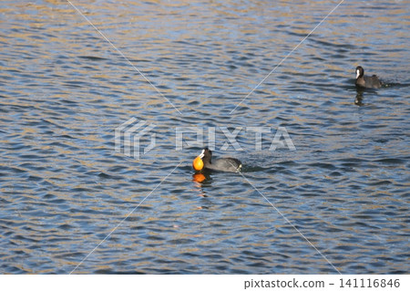 Coots eating oranges that have floated down the river Coots eating oranges that have floated down the river 141116846